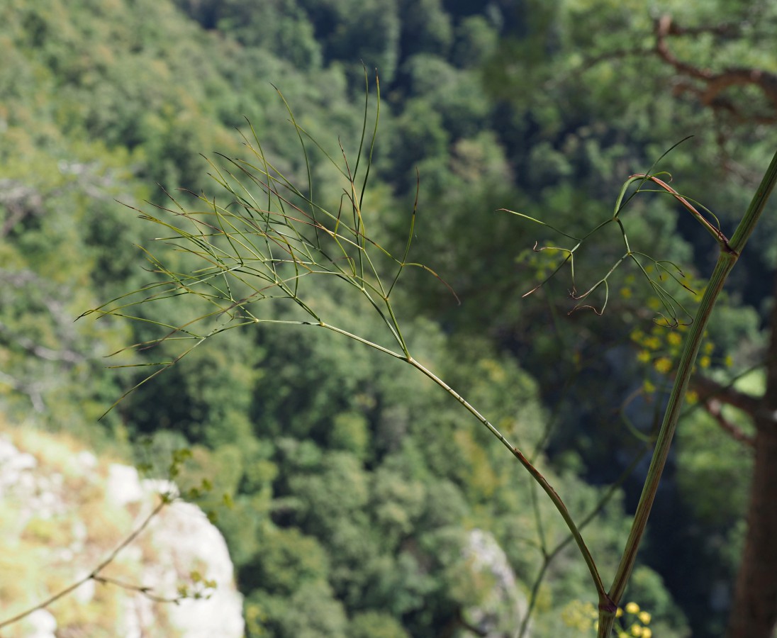 Изображение особи Peucedanum longifolium.