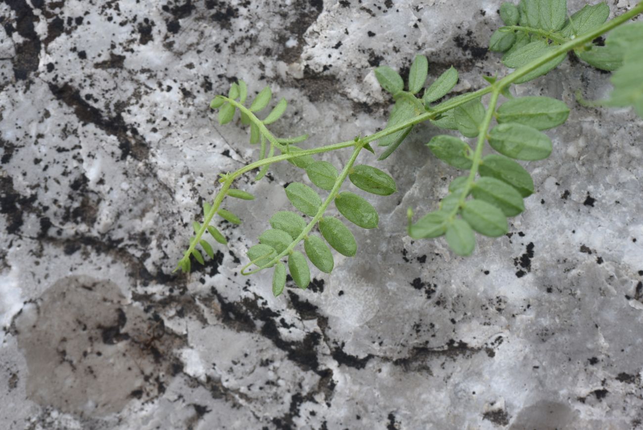 Image of Vicia alpestris specimen.