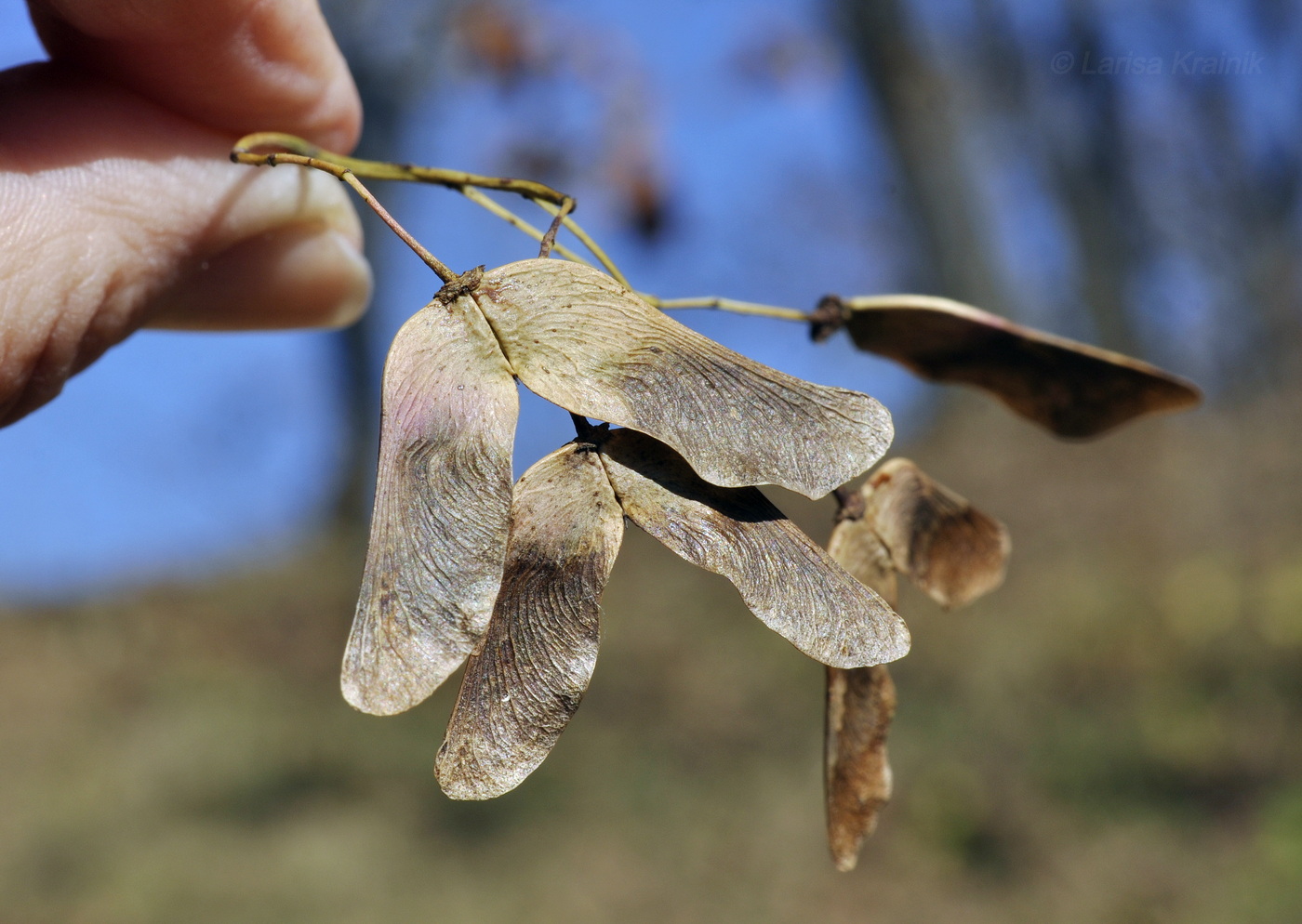 Image of Acer mono specimen.