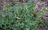 Ecballium elaterium
