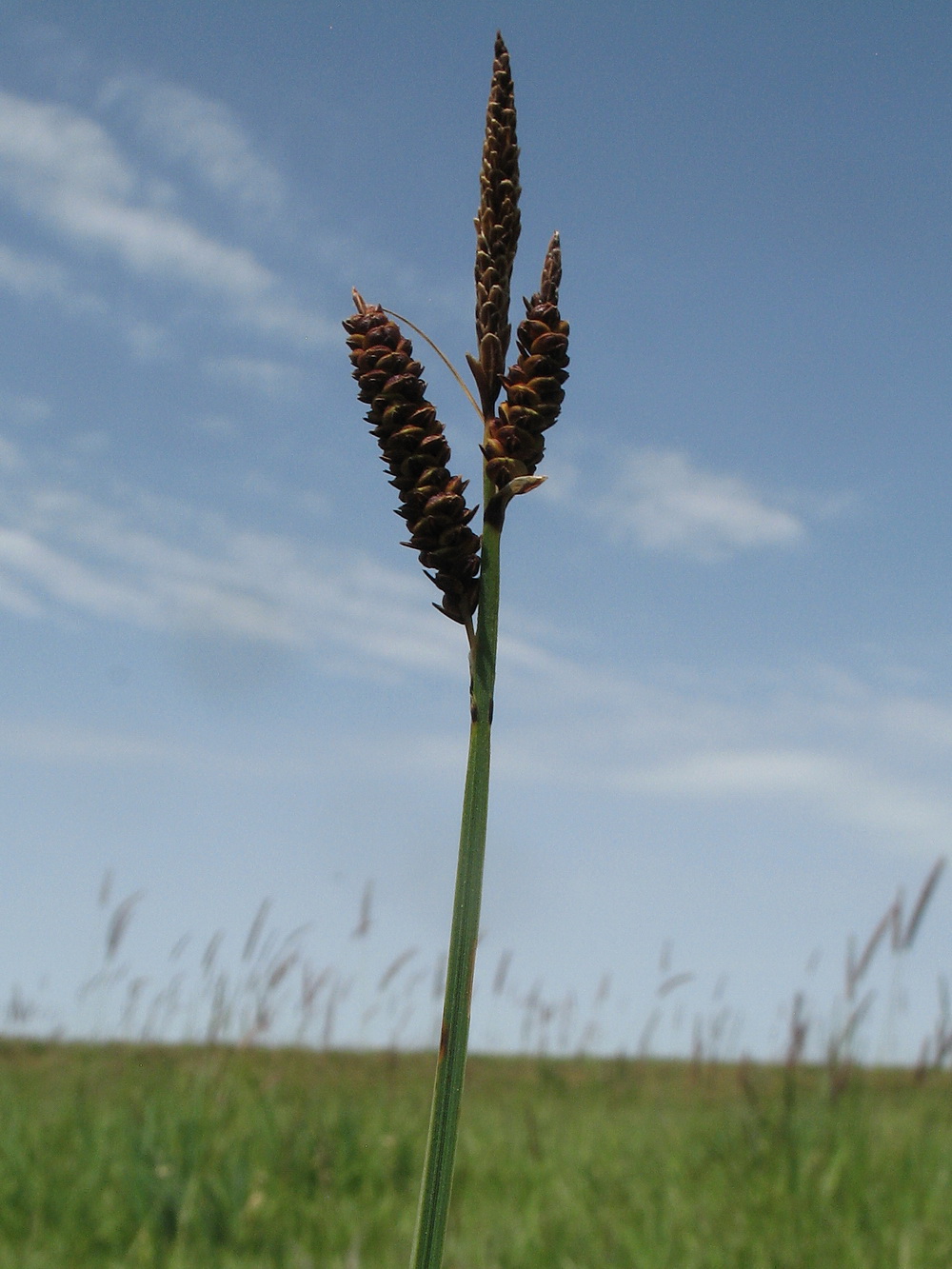 Изображение особи Carex orbicularis.