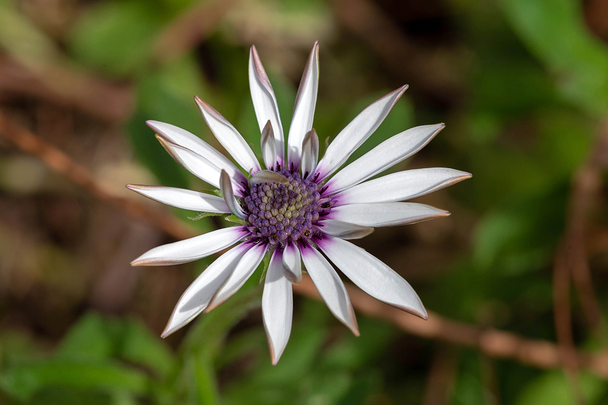 Изображение особи Dimorphotheca ecklonis.