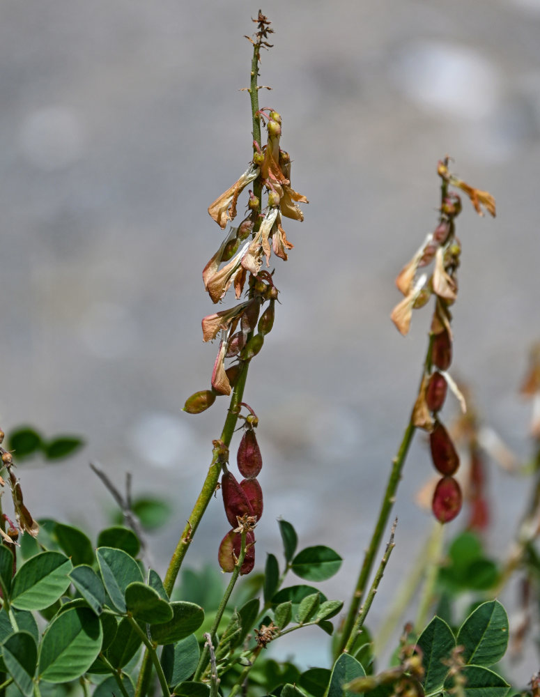 Изображение особи Hedysarum flavescens.