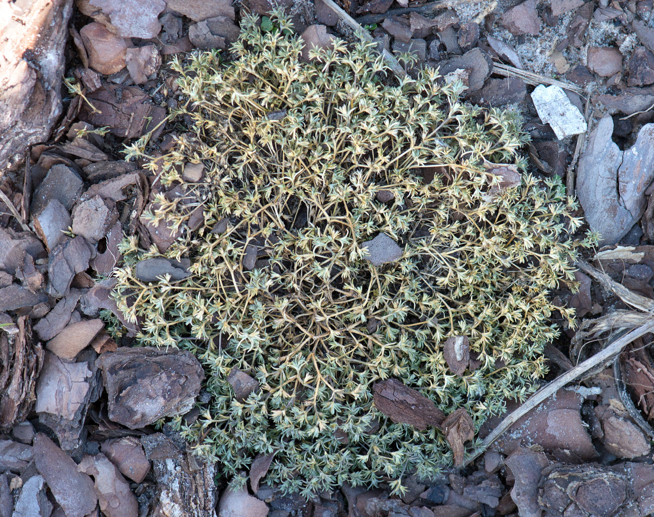 Изображение особи Scleranthus annuus.