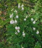 Galega officinalis