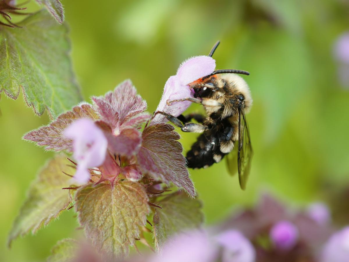 Изображение особи Lamium purpureum.