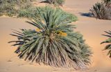Phoenix dactylifera