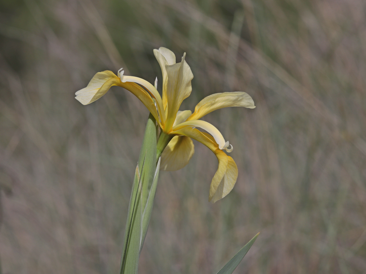 Изображение особи Iris halophila.
