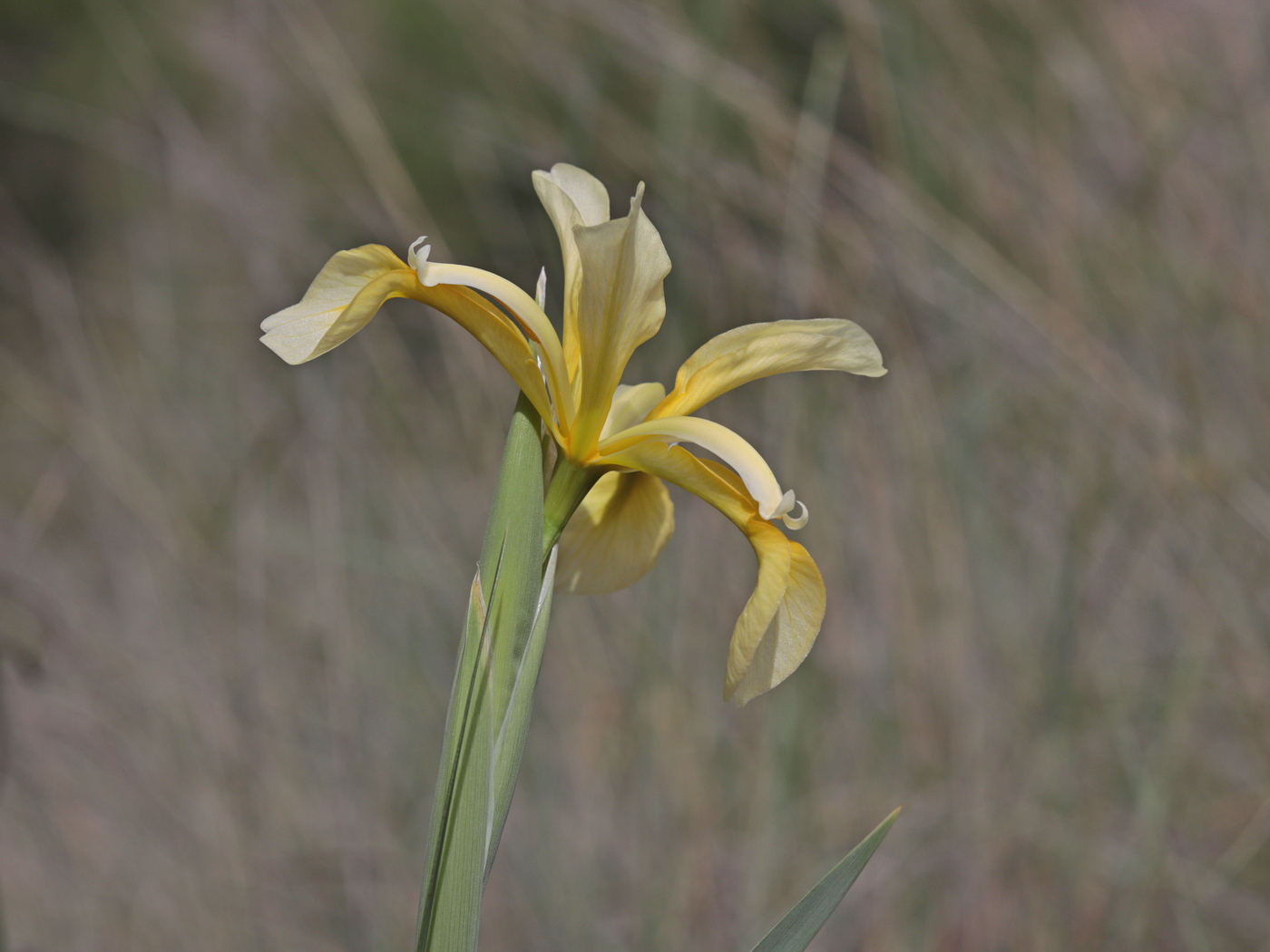 Image of Iris halophila specimen.