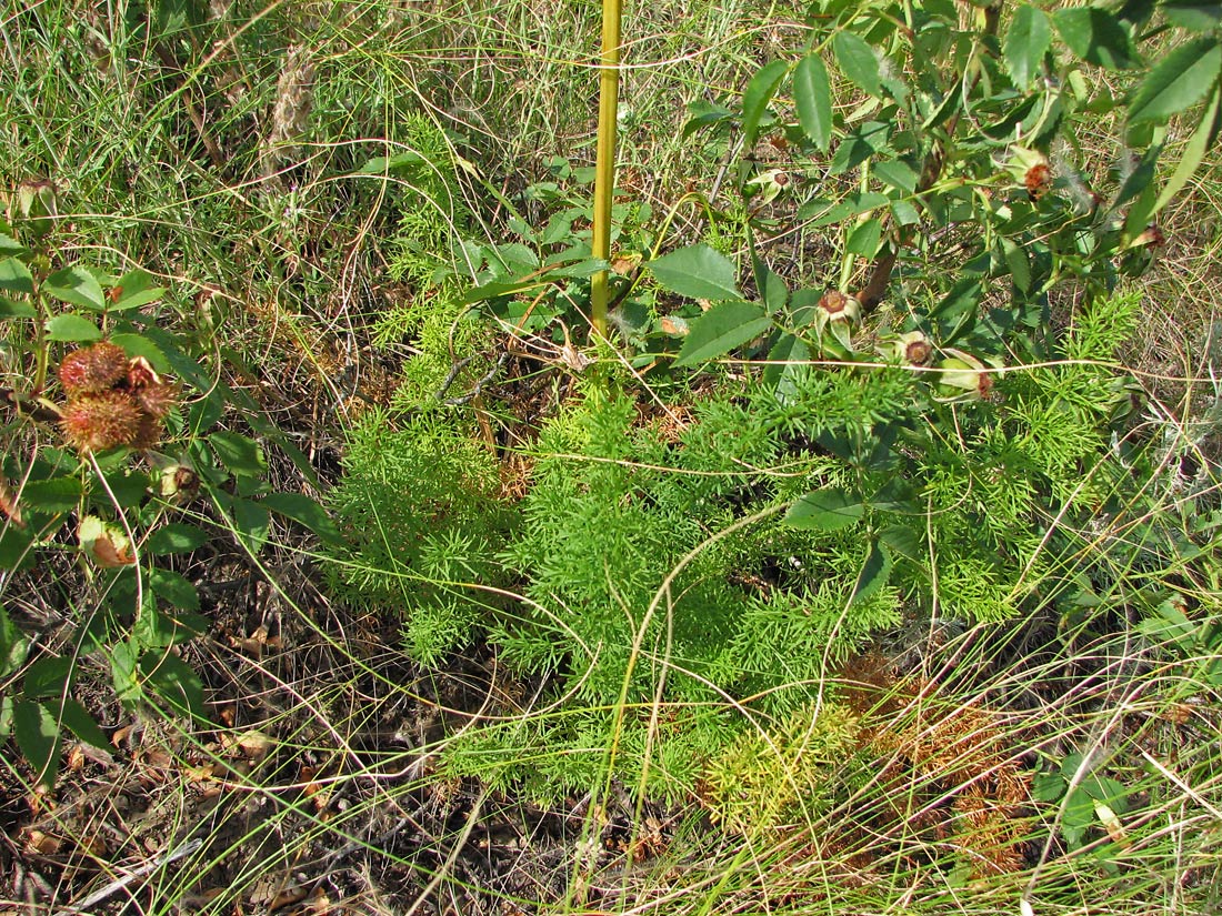 Image of Ferulago galbanifera specimen.
