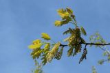 Quercus rubra. Веточка с мужскими соцветиями и молодыми побегами. Санкт-Петербург, Кировский р-н, в культуре. 20.05.2023.