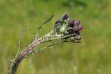 Cirsium palustre. Верхушка побега с расцветающим соцветием. Псковская обл., г. Остров, 336-й км автодороги Р-23 «Псков», АЗС «Сургутнефтегаз», выкашиваемый разнотравно-злаковый луг. 14.06.2023.