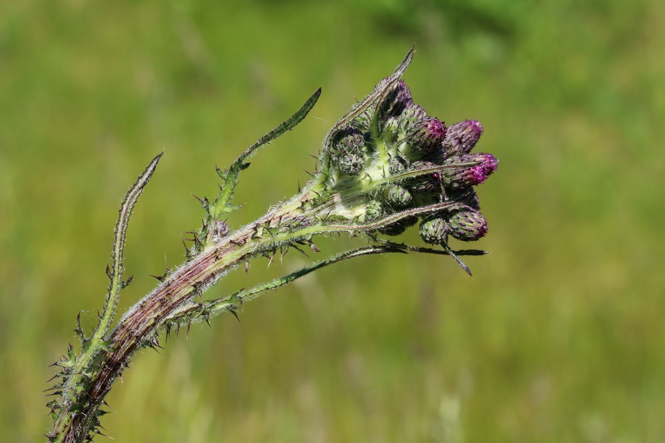 Изображение особи Cirsium palustre.