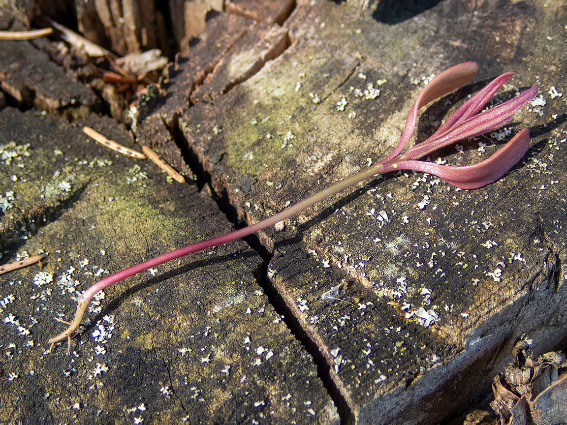 Image of Melampyrum nemorosum specimen.