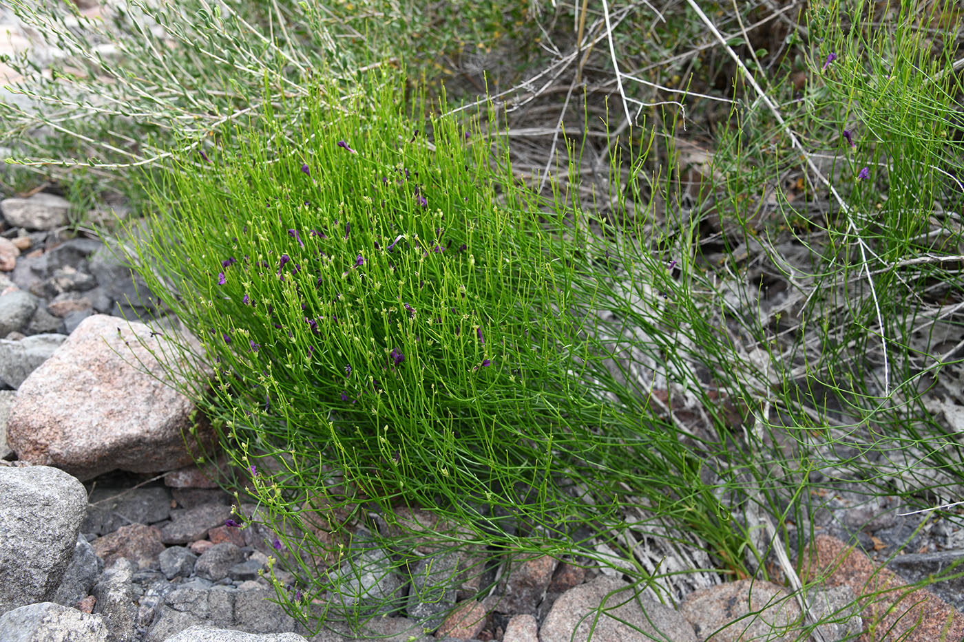 Image of Dodartia orientalis specimen.