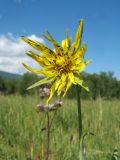 Tragopogon ruthenicus. Соцветие с колонией насекомых. Казахстан, Южный Алтай, подножье хр. Сарымсакты, разнотравный луг на правобережной стороне р. Солонечная в окр. с. Топкайын. 23 июня 2023 г.