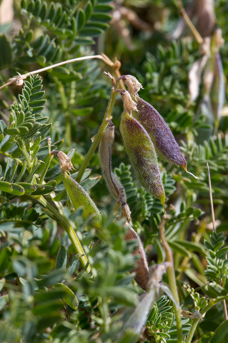 Изображение особи Vicia sosnowskyi.