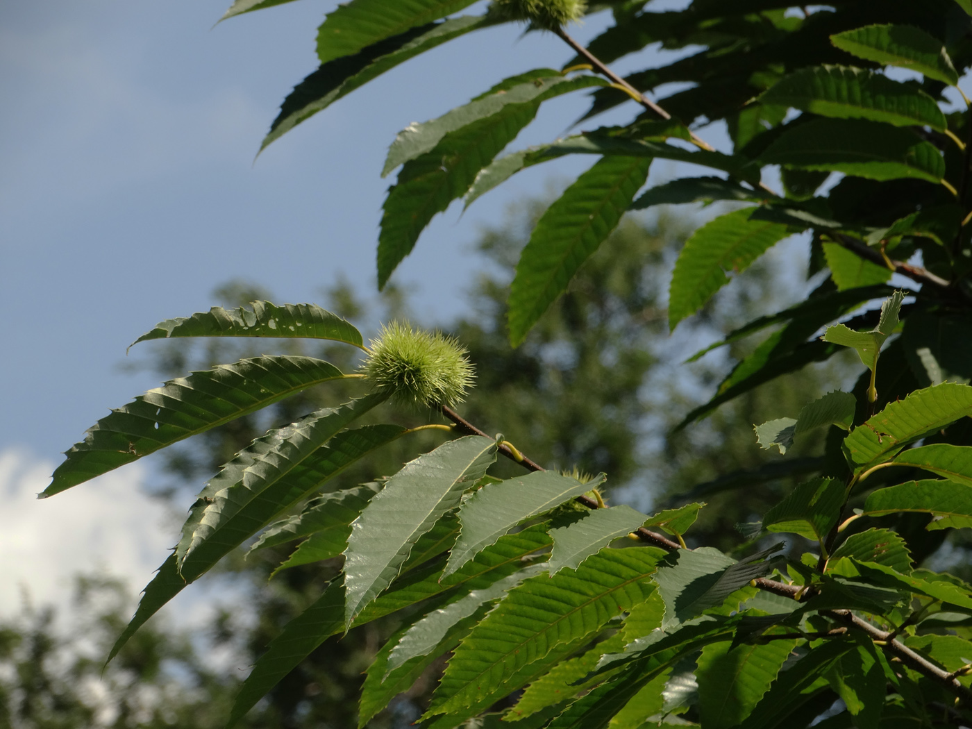Image of Castanea sativa specimen.