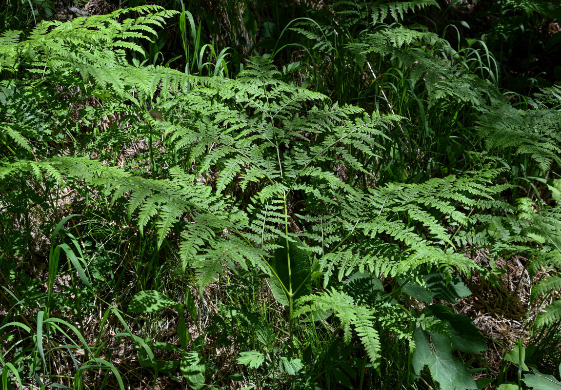 Изображение особи Pteridium pinetorum.