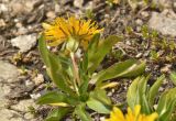 genus Taraxacum