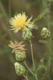 Centaurea salonitana. Соцветия. Ростовская обл., Красносулинский р-н, балка Ясеновская, степной склон. 29.07.2023.