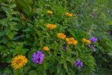 Inula orientalis. Верхушки цветущих растений (в сообществе с Betonica macrantha и Oberna behen). Карачаево-Черкесия, Карачаевский р-н, Большой Кавказ, правый борт ущелья Кичкинекол в р-не тропы подъёма на Поляну крокусов, ≈ 2320 м н.у.м., субальпийский луг. 22.07.2023.