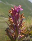 Dactylorhiza euxina. Отцветающее соцветие. Карачаево-Черкесия, Урупский р-н, хр. Загедан, долина Ацгарских озёр, ≈ 2600 м н.у.м., увлажнённый альпийский луг между средними озёрами. 09.08.2023.