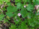 Geranium rotundifolium. Цветок и листья. Краснодарский край, городской округ Сочи, Адлерский р-н, окр. с. Казачий Брод, рядом с обрывом. 17.04.2023.