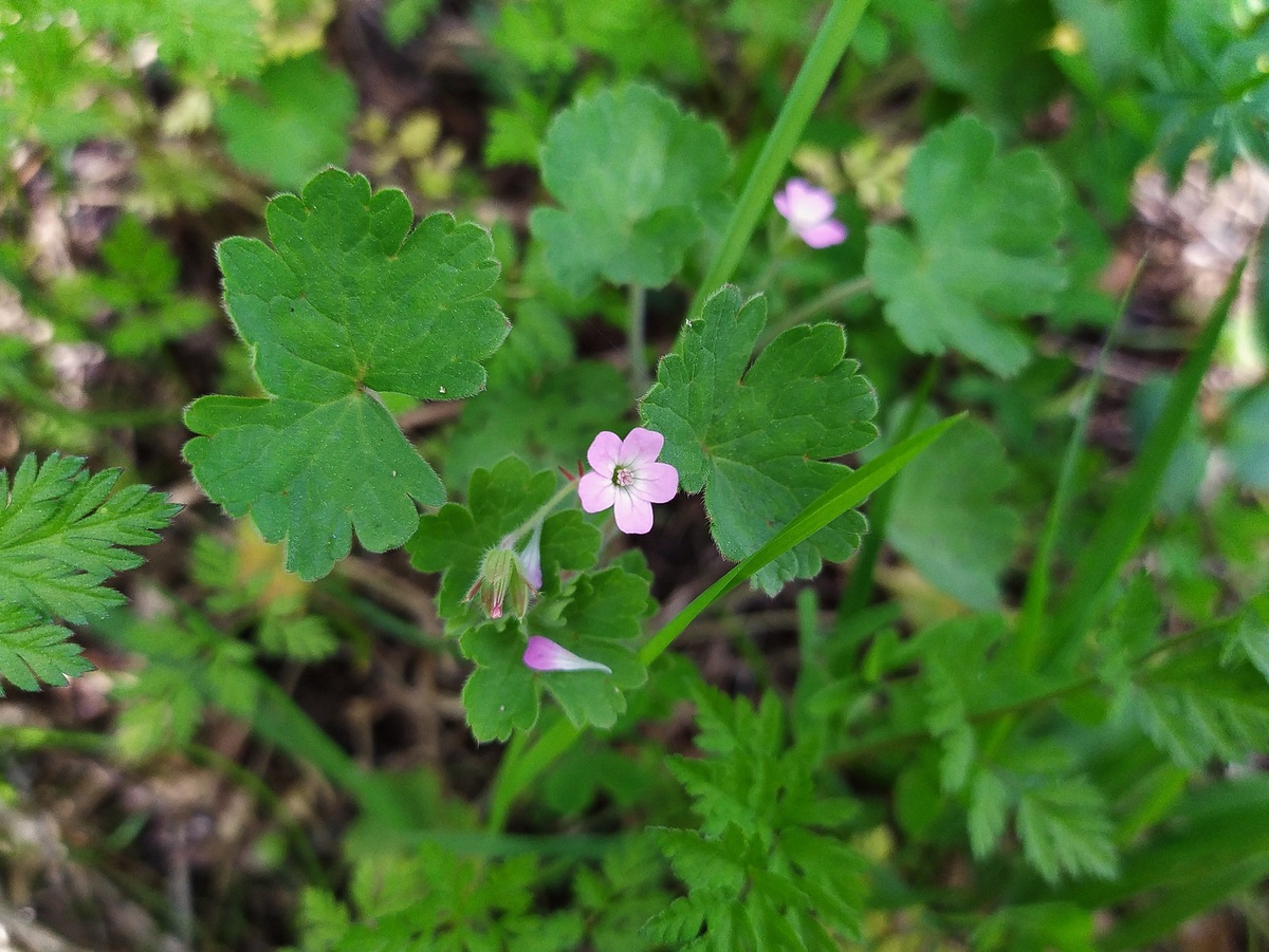 Image of Geranium rotundifolium specimen.