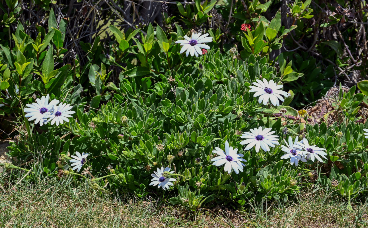 Image of Osteospermum fruticosum specimen.