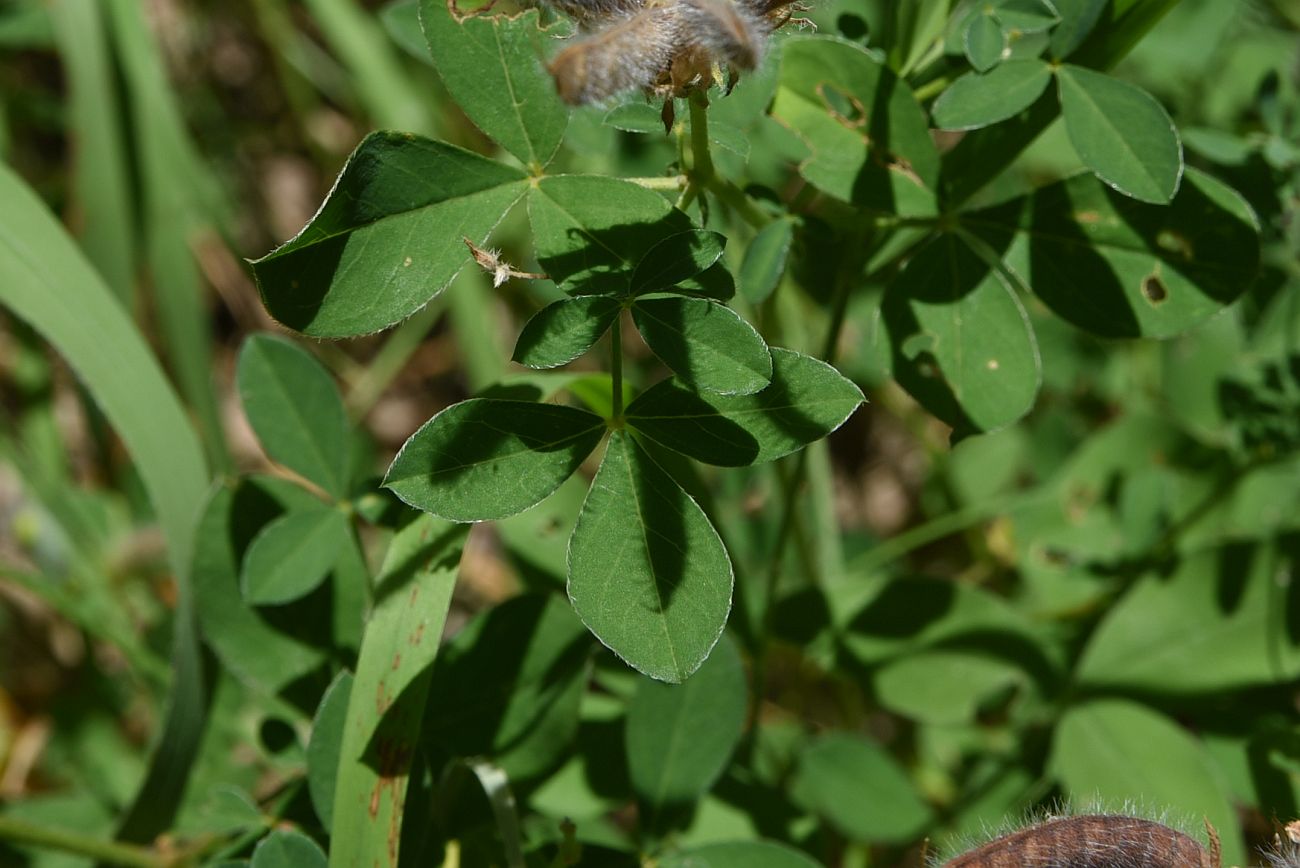 Изображение особи Argyrolobium biebersteinii.