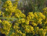 Galium verum