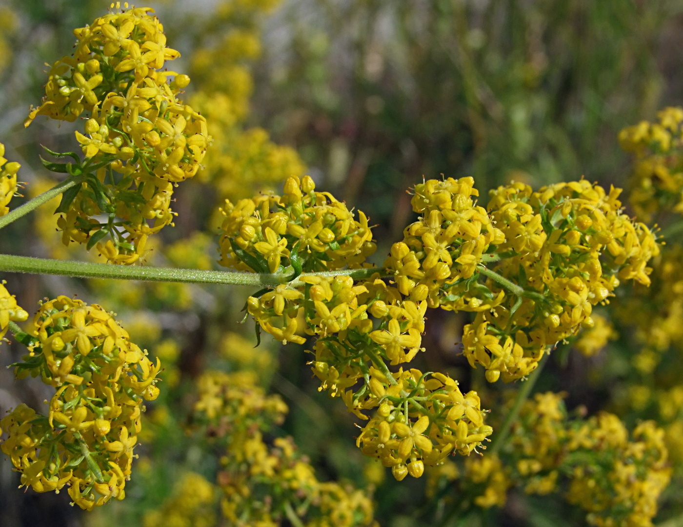 Image of Galium verum specimen.