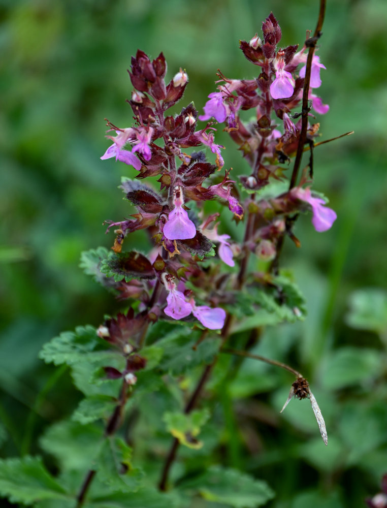 Image of Teucrium chamaedrys specimen.