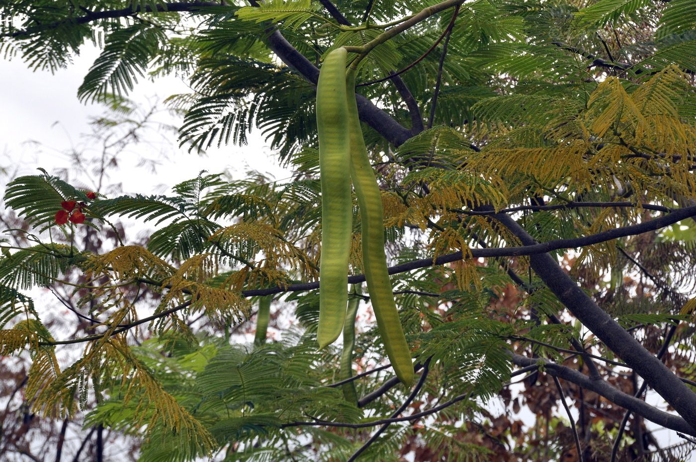 Image of Delonix regia specimen.