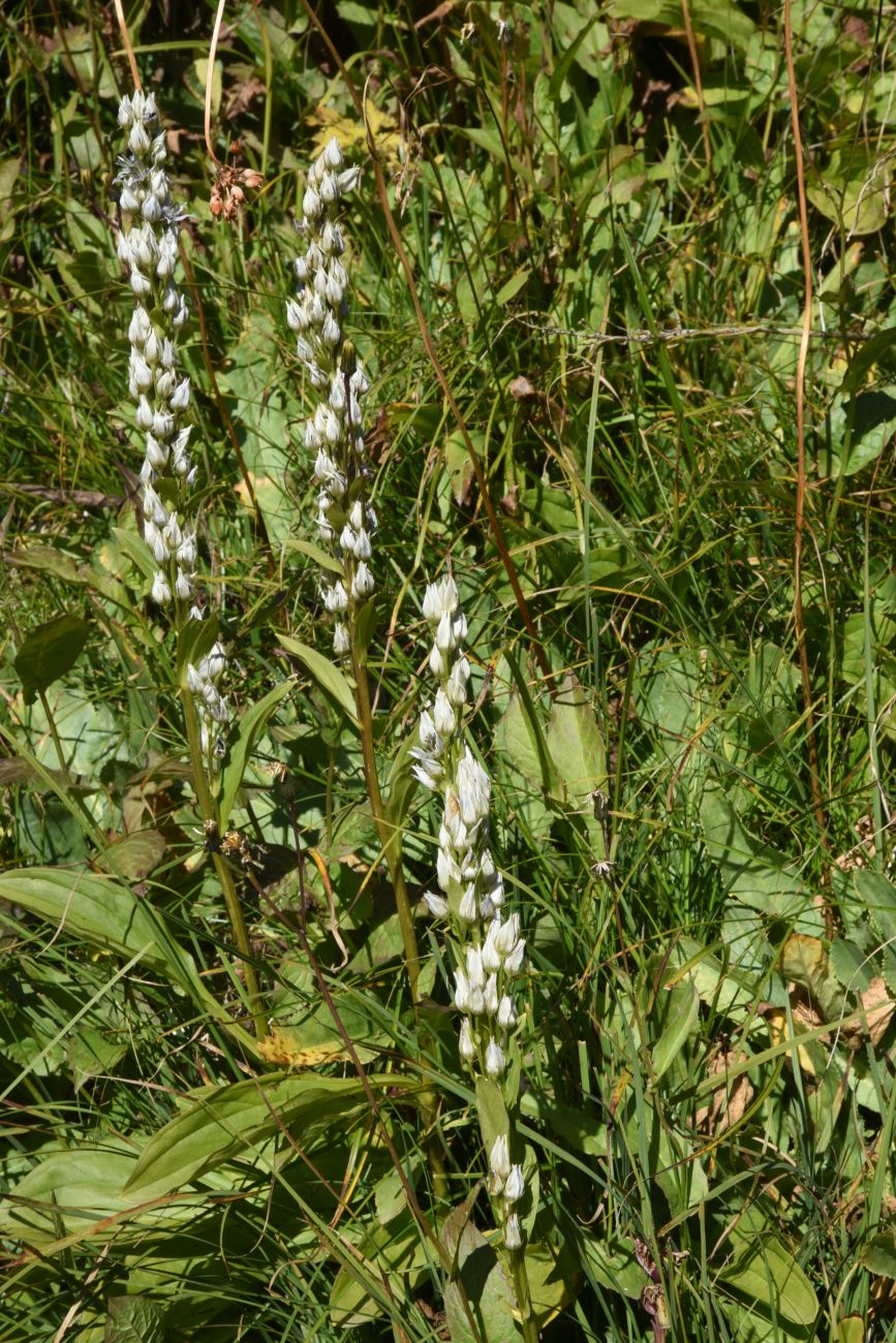 Image of Swertia iberica specimen.