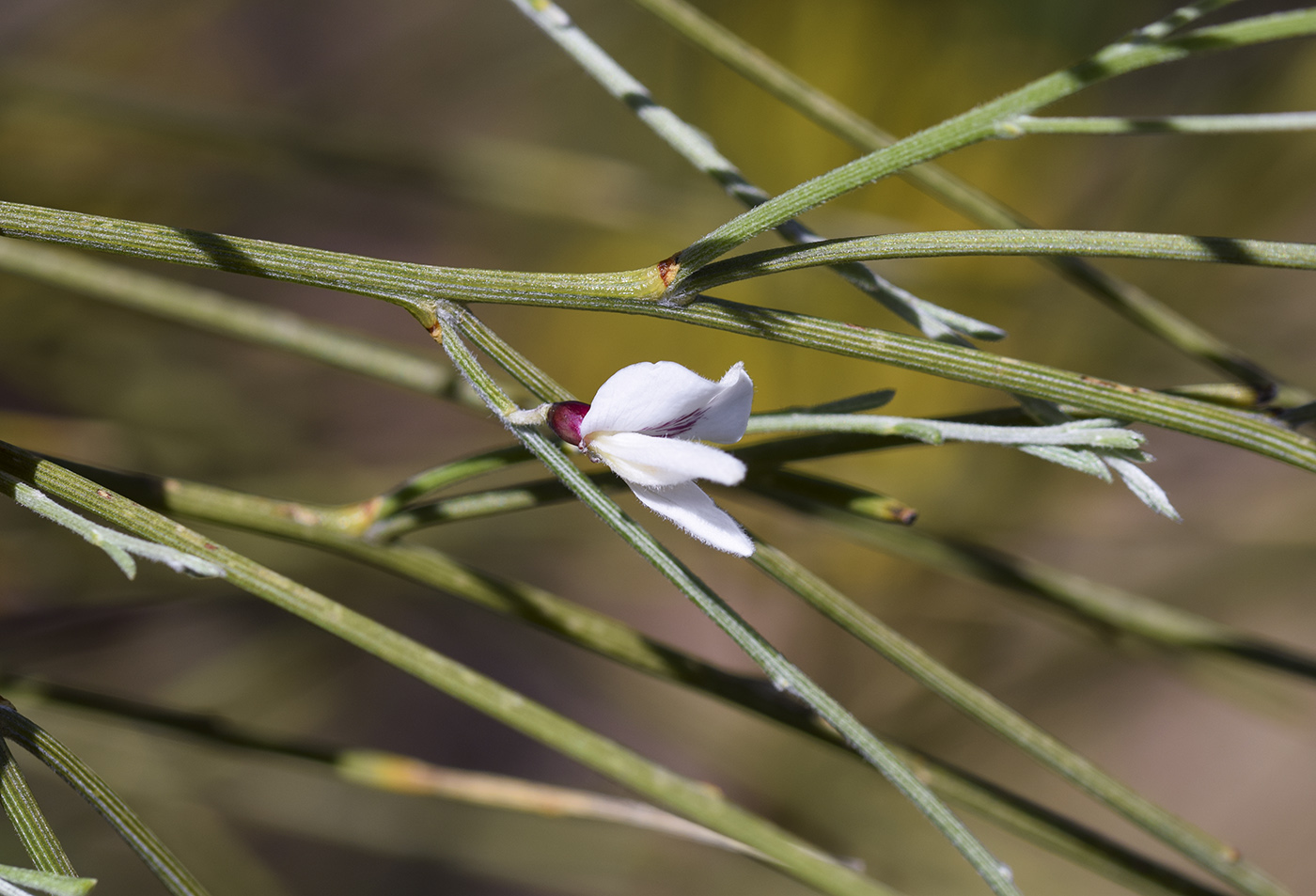 Изображение особи Retama monosperma.