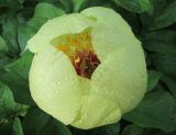 Paeonia mlokosewitschii