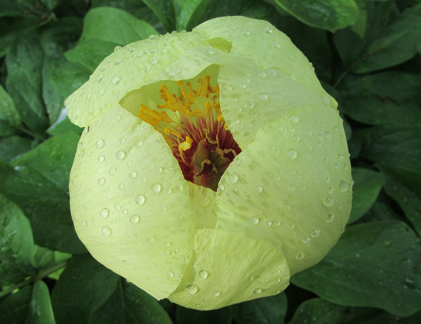 Image of Paeonia mlokosewitschii specimen.