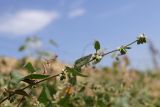 Fallopia convolvulus