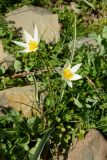 род Tulipa