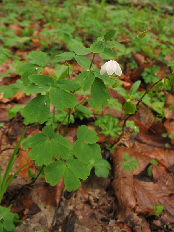 Изображение особи Isopyrum thalictroides.