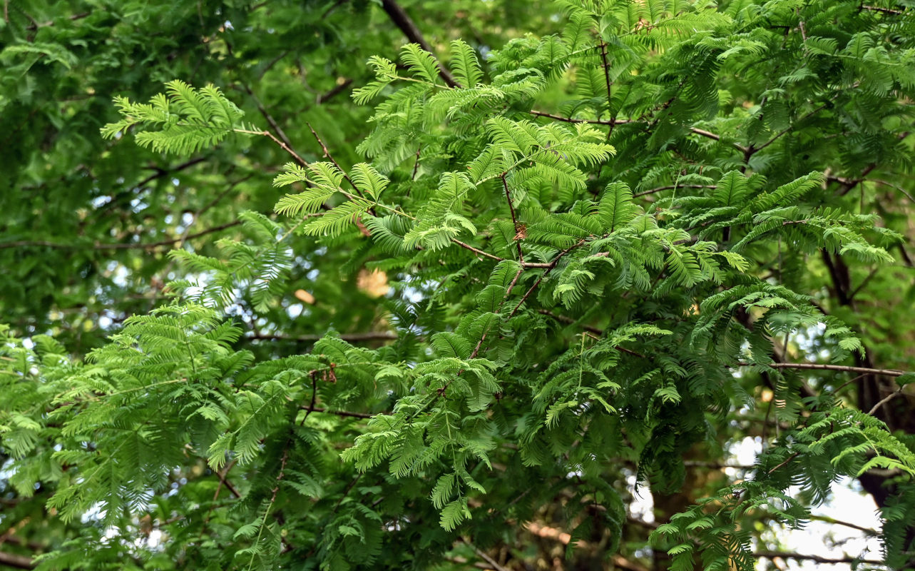 Изображение особи Metasequoia glyptostroboides.
