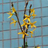 род Forsythia