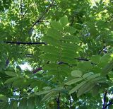 Juglans mandshurica. Листья (вид снизу). Чувашия, г. Шумерля, городской парк. 20 июля 2005 г.