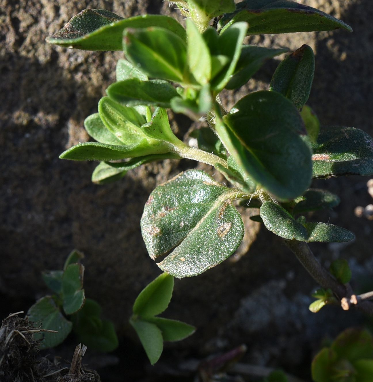 Image of genus Thymus specimen.