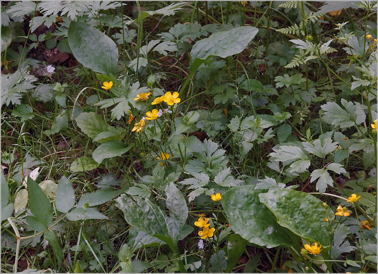 Image of Ranunculus repens specimen.