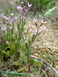 Strigosella africana