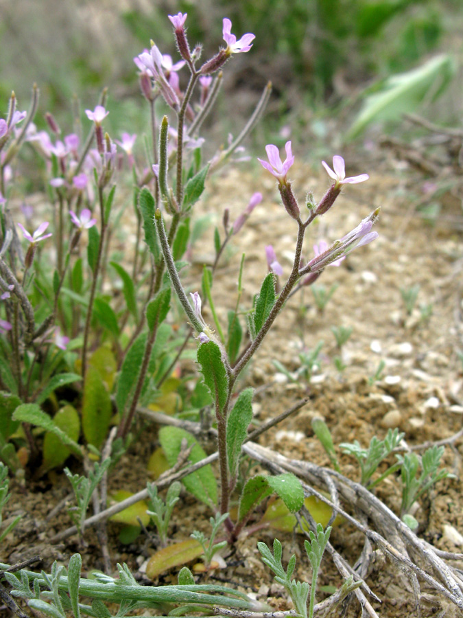 Изображение особи Strigosella africana.