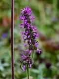 Betonica officinalis